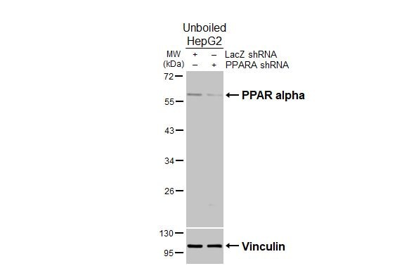 PPAR alpha/NR1C1 Antibody - BSA Free