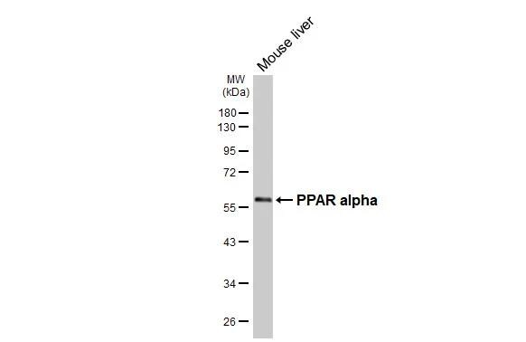 PPAR alpha/NR1C1 Antibody - BSA Free