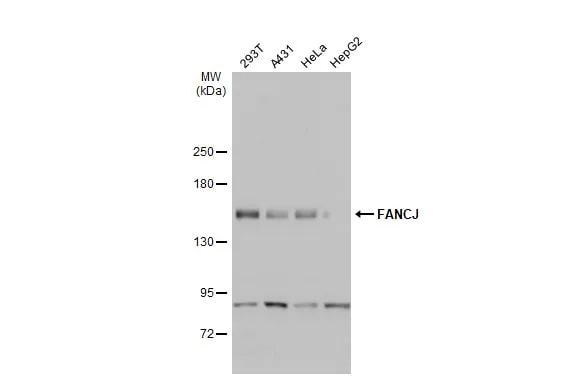 BRIP1/FANCJ Antibody