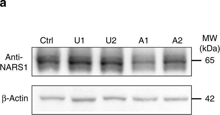 NARS Antibody - BSA Free