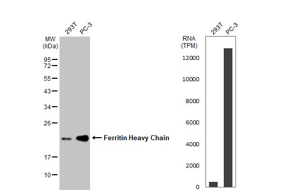 Ferritin Heavy Chain Antibody
