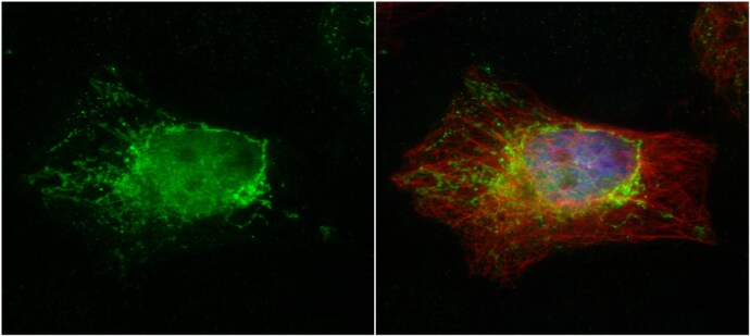 PTER Antibody