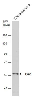 Fyn Antibody