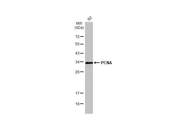 PCNA Antibody