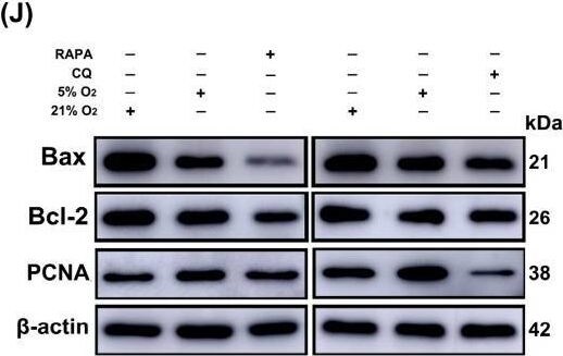 PCNA Antibody