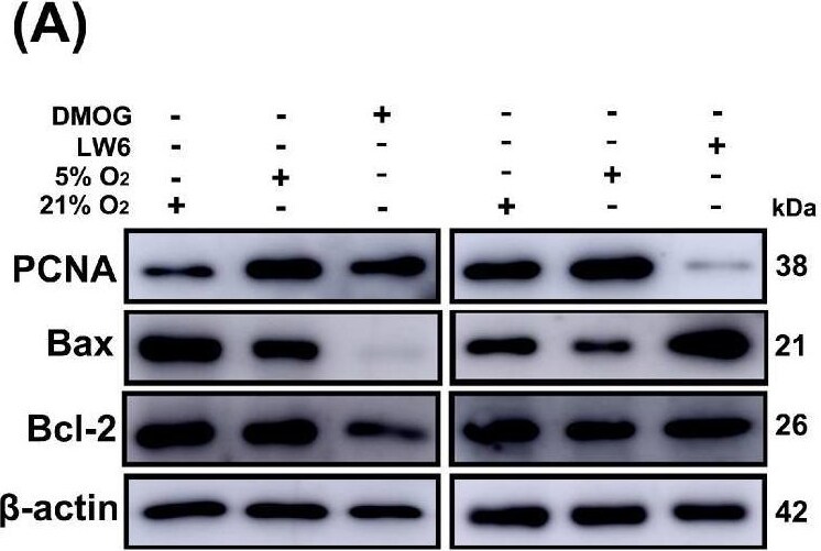 PCNA Antibody