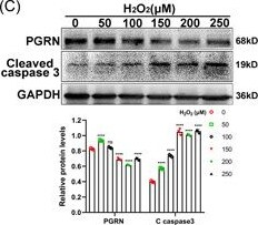 Granulin Antibody - BSA Free