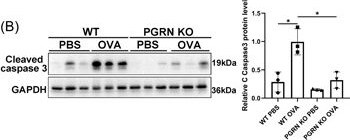 Granulin Antibody - BSA Free