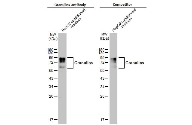 Granulin Antibody - BSA Free