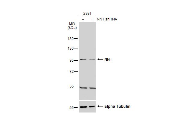 NNT Antibody