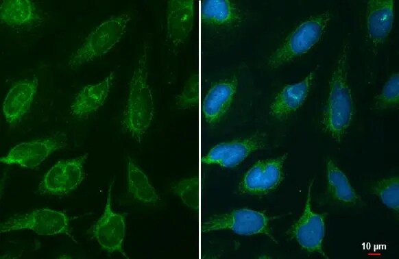 NNT Antibody