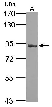 gp96/HSP90B1/GRP94 Antibody