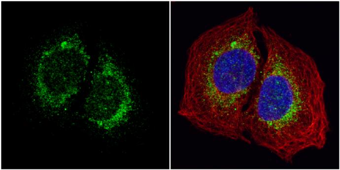 ORP150/HSP12A Antibody - BSA Free