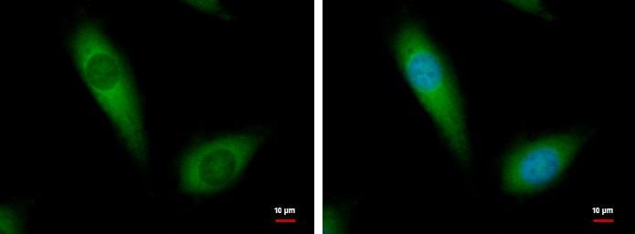 NDUFA10 Antibody - BSA Free