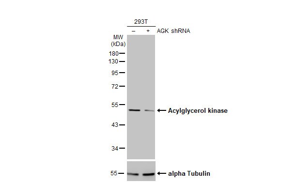 Acylglycerol Kinase Antibody