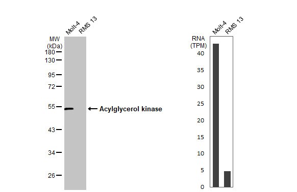 Acylglycerol Kinase Antibody