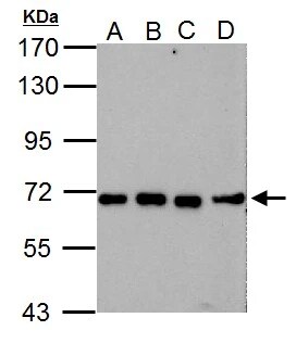 NUP62 Antibody