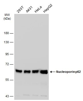NUP62 Antibody