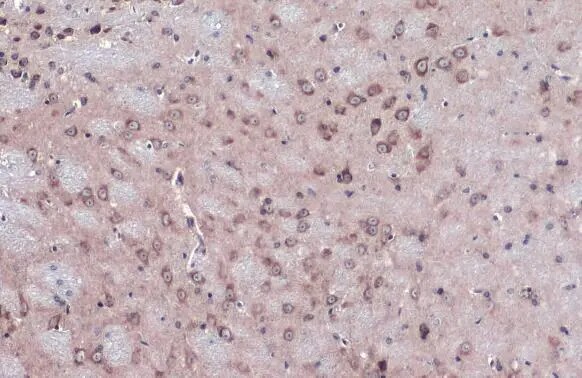 NUP62 Antibody