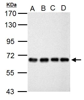 NUP62 Antibody
