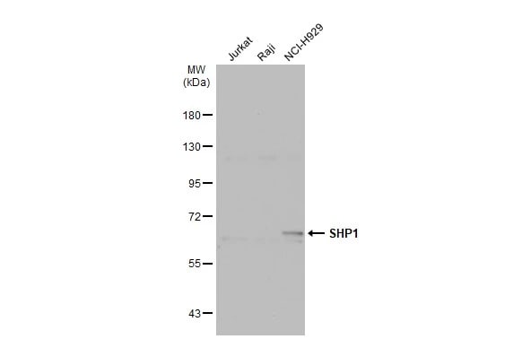 SHP-1 Antibody