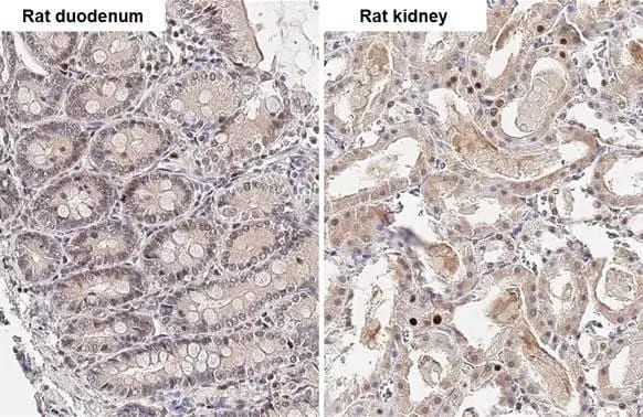 SHP-1 Antibody