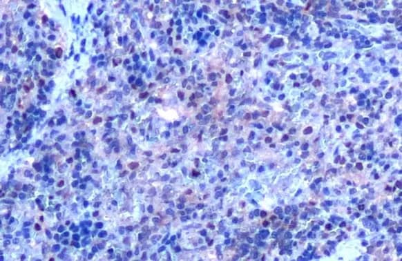 SHP-1 Antibody