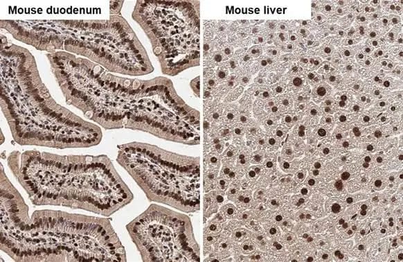 SHP-1 Antibody