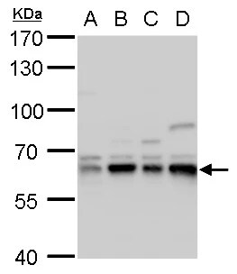 CPNE1 Antibody