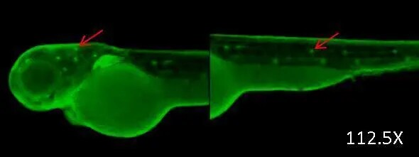 ERH Antibody