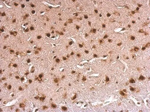 ERH Antibody
