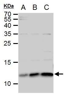 ERH Antibody