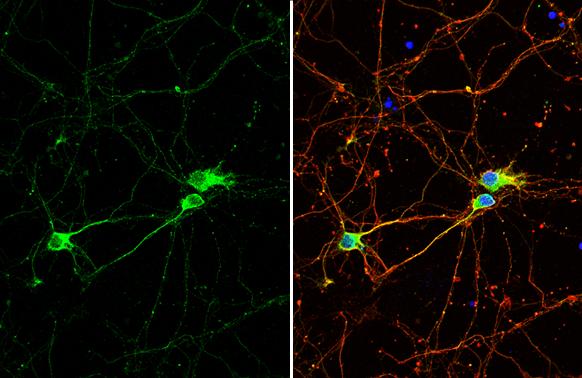 Tubulin Beta 4 Antibody - BSA Free