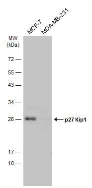 p27/Kip1 Antibody