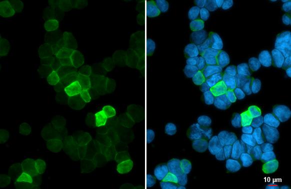 GNAL Antibody - BSA Free