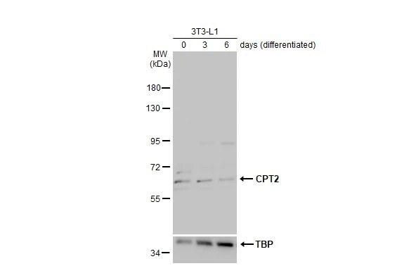 CPT2 Antibody