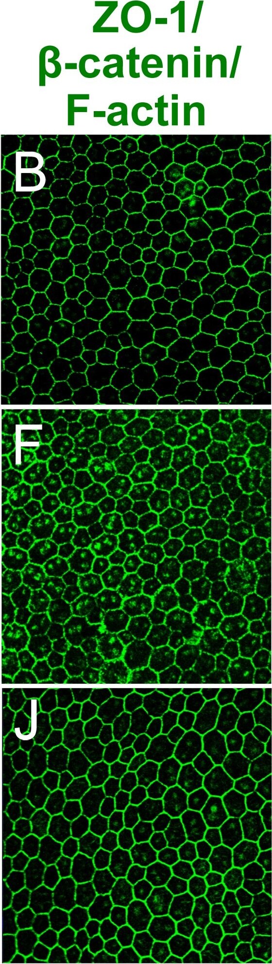 beta-Catenin Antibody