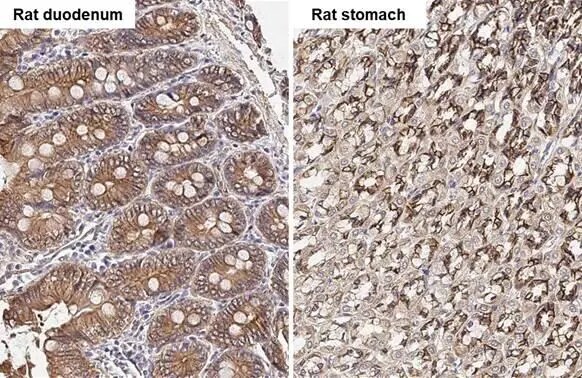 beta-Catenin Antibody
