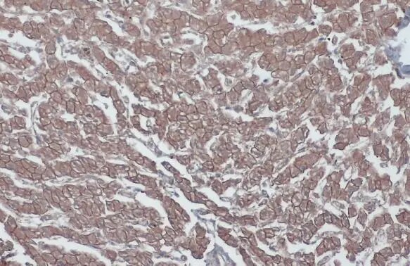 beta-Catenin Antibody