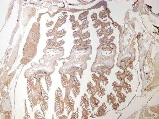 beta-Catenin Antibody