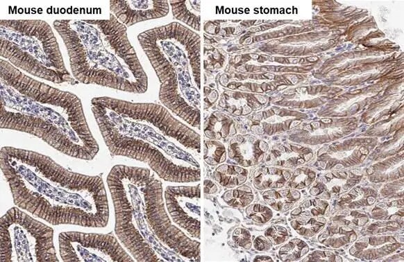 beta-Catenin Antibody