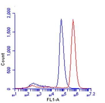 beta-Catenin Antibody