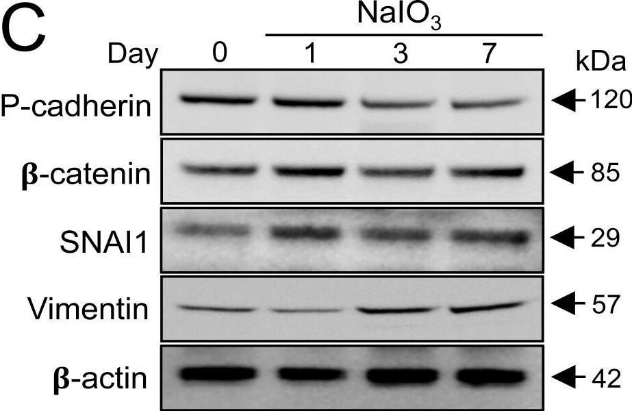 beta-Catenin Antibody