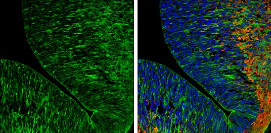 Caspr2 Antibody - BSA Free