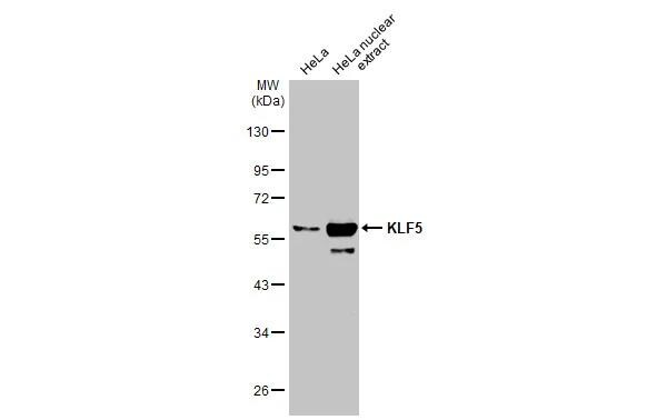 KLF5 Antibody - BSA Free