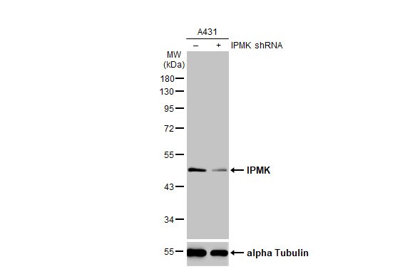 IPMK Antibody - BSA Free