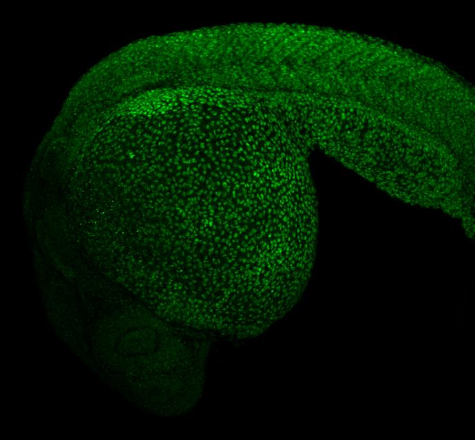 MEF2A Antibody - BSA Free