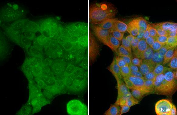 Glucosylceramidase/GBA Antibody - BSA Free