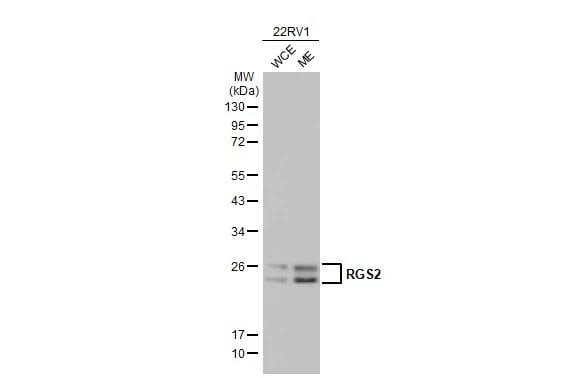 RGS2 Antibody - BSA Free