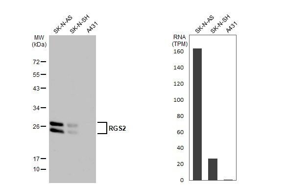 RGS2 Antibody - BSA Free